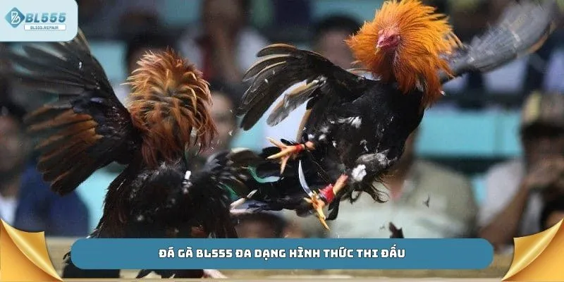 Đá gà BL555 đa dạng hình thức thi đấu