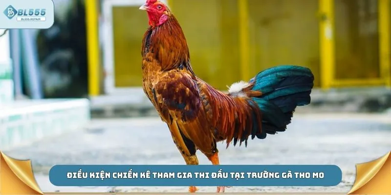 Điều kiện chiến kê tham gia thi đấu tại trường gà Tho Mo