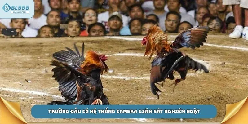 Trường đấu có hệ thống camera giám sát nghiêm ngặt