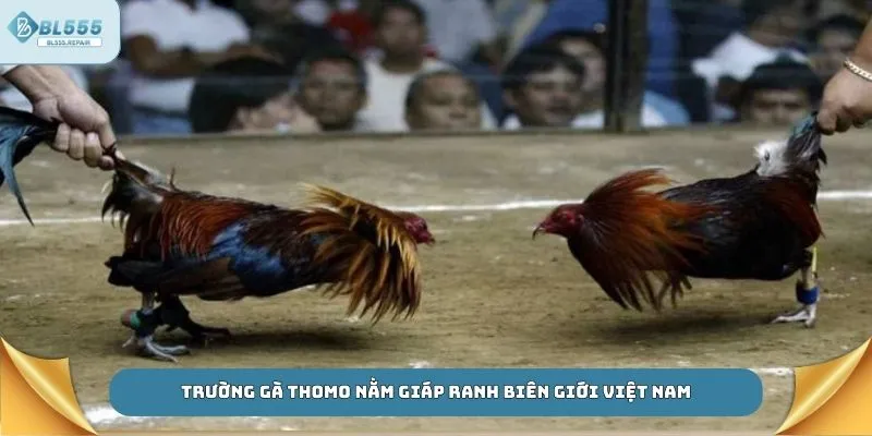 Trường gà Thomo nằm giáp ranh biên giới Việt Nam